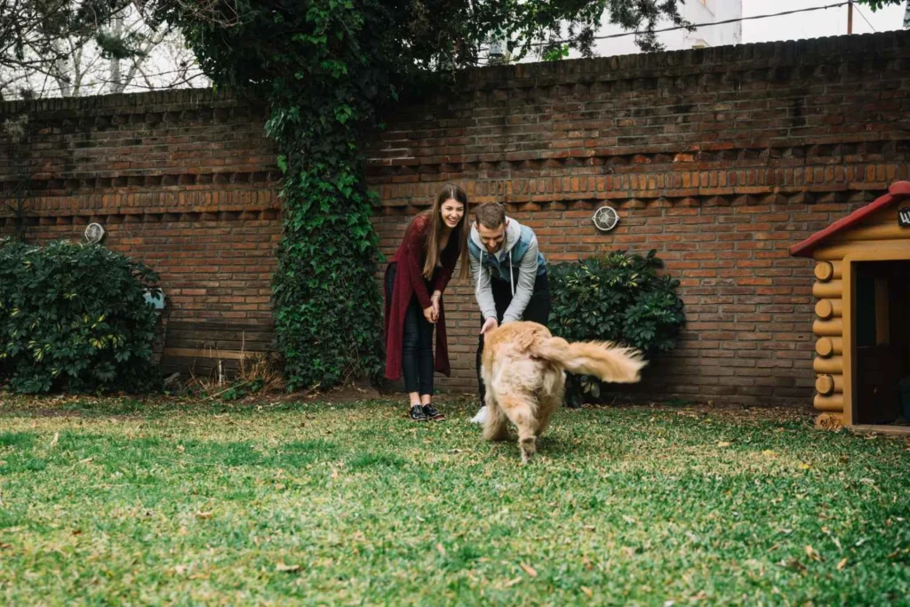 Як правильно обрати та купити рулонний газон у Львові